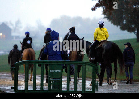 Lexington, KY, USA. 28. Oktober 2015. 28. Oktober 2015: Pferde gehen wir zurück zu den Scheunen nach Morgen an einem regnerischen Mittwoch Morgen funktioniert. Candice Chavez/ESW/CSM/Alamy Live-Nachrichten Stockfoto