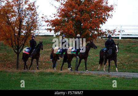 Lexington, KY, USA. 28. Oktober 2015. 28. Oktober 2015: Glauben machen, Esoterique und Miss France Überschrift zurück in den Stall nach ihrer morgendlichen Workout auf der Trainingsstrecke. Candice Chavez/ESW/CSM/Alamy Live-Nachrichten Stockfoto