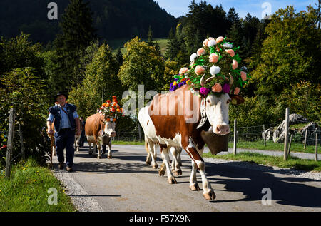 Charmey, Fribourg, Schweiz - 26. September 2015: Landwirte mit einer Herde von Kühen auf der jährlichen Almauftrieb in Charmey nahe Gruy Stockfoto