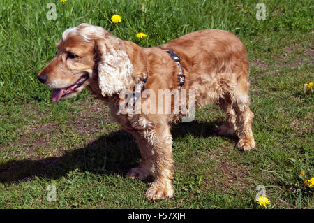 Cocker Spaniel, Roter Stockfoto