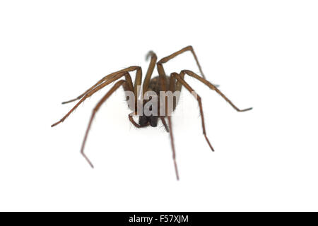 Hausspinne, Grosse, Winkelspinne Stockfoto