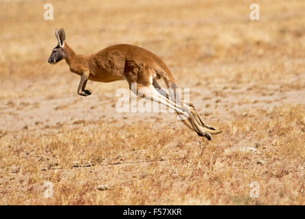 Männliche rote Känguruh, Macropus Rufus, in der Luft, mit Beine verlängert, Begrenzungsrahmen in trockenen australischen outback-Landschaft Stockfoto