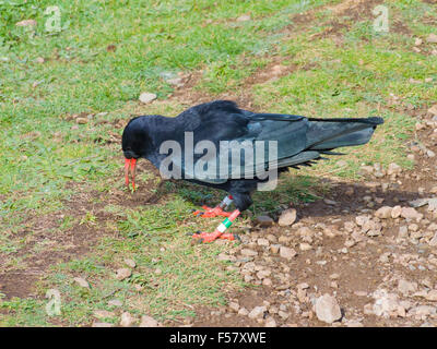 Rot-in Rechnung gestellt oder Cornish Alpenkrähe (Pyrrhocorax Pyrrhocorax) Fütterung auf Weideland, Halbinsel Lizard, Cornwall, England, Vereinigtes Königreich Stockfoto