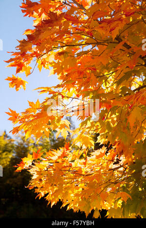 Heller Herbst farbige Blätter, Neuengland im Herbst, New Hampshire USA Stockfoto