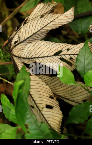 Naturkulisse von Wandern in den Nebelwald von Monteverde Regenwald in Costa Rica Stockfoto