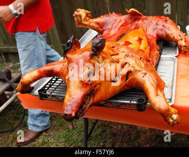 Ein dramatisch knusprig gebratene Schwein auf einem Gestell im Freien, nur von der traditionellen kubanischen Stil oberirdisch Box Kochen entfernt Stockfoto