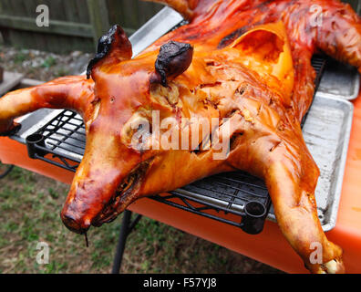 Ein dramatisch knusprig gebratene Schwein auf einem Gestell im Freien, nur von der traditionellen kubanischen Stil oberirdisch Box Kochen entfernt Stockfoto