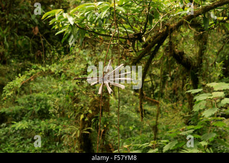 Naturkulisse von Wandern in den Nebelwald von Monteverde Regenwald in Costa Rica Stockfoto