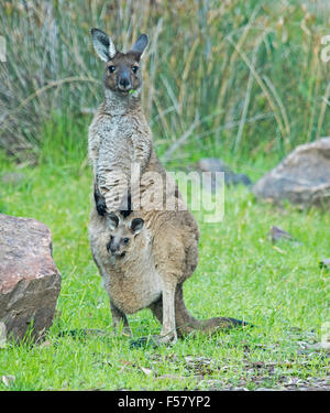 Westliche graue Känguru, Macropus Fulginosus mit Joey peering von Beutel, starrte auf Kamera mit Grass im Mund, im Outback Australien Stockfoto