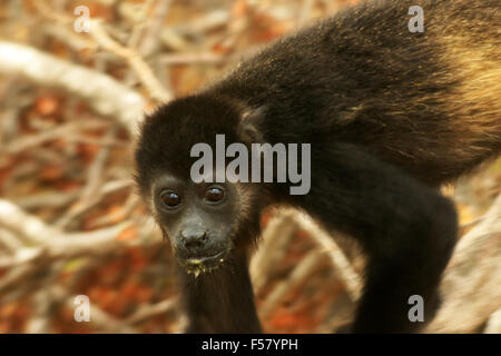 Jungen schwarzen Jaguaren Brüllaffen (Alouatta Palliata) spielen in den Bäumen nach dem Essen in Guanacaste, Costa Rica Stockfoto