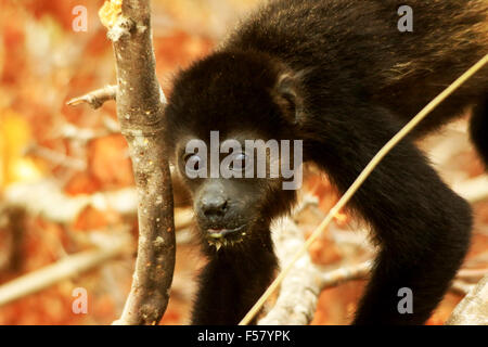 Jungen schwarzen Jaguaren Brüllaffen (Alouatta Palliata) spielen in den Bäumen nach dem Essen in Guanacaste, Costa Rica Stockfoto