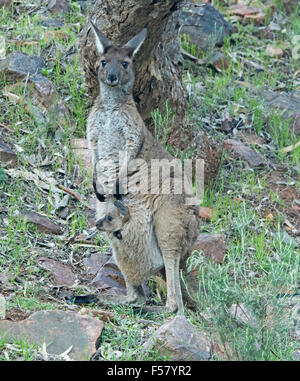 Weibliche westliche graue Känguru, Macropus Fulginosus mit Joey peering von Beutel & starrte auf Kamera im Outback Australien Stockfoto