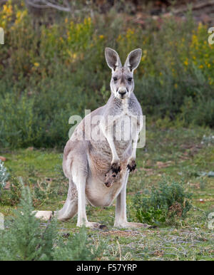 Weibliche rote Känguru, Macropus Rufus mit Joey peering von Beutel, starrte in die Kamera, mit Hintergrund von Wildblumen im Outback Australien Stockfoto