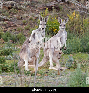 Zwei weibliche roten Riesenkängurus, Schlucht Macropus Rufus mit Joeys in ihren Beuteln starrte auf Kamera am Mount Kammern im Outback Australien Stockfoto