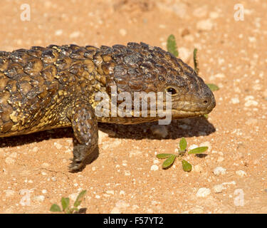 Nahaufnahme des Kopfes des Shingleback / schläfrig Eidechse, Tiliqua Rugosa, in freier Wildbahn im Outback Australien Stockfoto