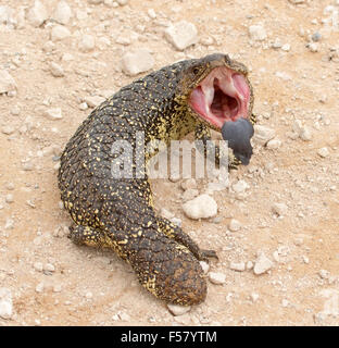 Shingleback Eidechse, Tiliqua Rugosa, in aggressive Pose mit Mund offen & blaue Zunge sichtbar, in freier Wildbahn im Outback Australien Stockfoto