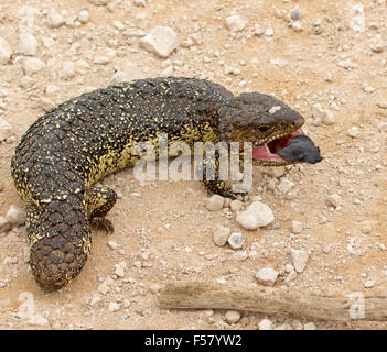 Shingleback Eidechse, Tiliqua Rugosa, in aggressive Pose mit Mund offen & blaue Zunge sichtbar, in freier Wildbahn im Outback Australien Stockfoto