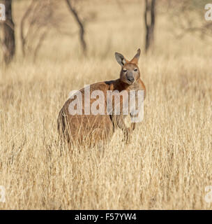 Große braune männlichen Wallaroo Macropus Robustus unter hohen goldenen Gräsern in freier Wildbahn im australischen Outback-Nationalpark Stockfoto