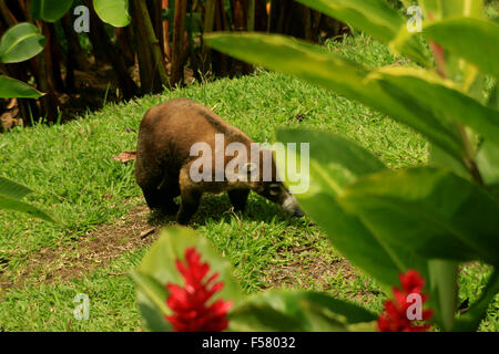 Süße Coatie (Pizote, ein Mitglied der Familie Racoon) in den Regenwald in der Arenal Observatory Lodge in Costa Rica Stockfoto