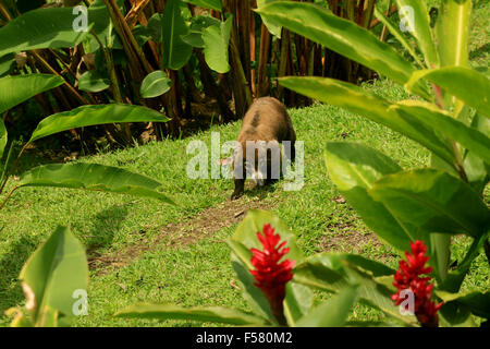 Süße Coatie (Pizote, ein Mitglied der Familie Racoon) in den Regenwald in der Arenal Observatory Lodge in Costa Rica Stockfoto