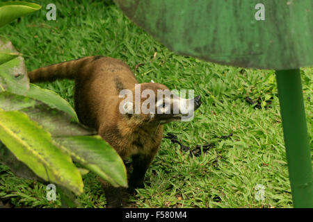 Süße Coatie (Pizote, ein Mitglied der Familie Racoon) in den Regenwald in der Arenal Observatory Lodge in Costa Rica Stockfoto