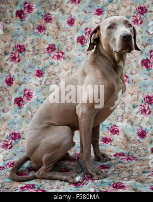 humorvolle schöne Porträt Erwachsenen Weimaraner Hundesitting-Profil auf einem floralen Stoff Hintergrund hinter der Kamera suchen Stockfoto