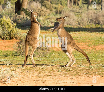 Zwei junge männliche westliche graue Kängurus Macropus Fuliginosus in der wilden Boxen im Mungo National Park im Outback NSW Australia Stockfoto