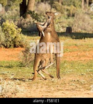 Zwei junge männliche westliche graue Kängurus Macropus Fuliginosus in der wilden Boxen im Mungo National Park im Outback NSW Australia Stockfoto