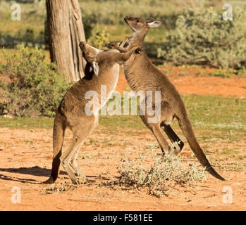 Zwei junge männliche westliche graue Kängurus, Macropus Fuliginosus in der wilden Boxen im Mungo National Park im Outback NSW Australia Stockfoto