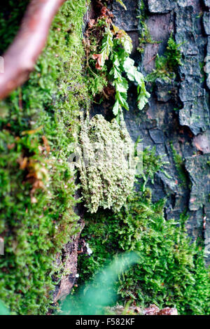 GETARNTE FROSCH Stockfoto