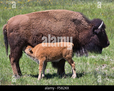 American Buffalo Bisons Mutter füttert junges Kalb Fluss Wiese, Yellowstone-Nationalpark Stockfoto