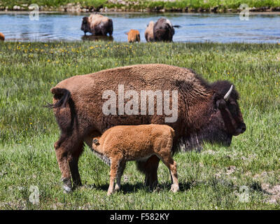 American Buffalo Bisons Mutter füttert junges Kalb Fluss Wiese, Yellowstone-Nationalpark Stockfoto