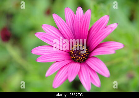 Eine rosa Blume auf grünem Hintergrund Stockfoto
