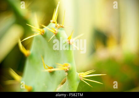 Nahaufnahme eines Kaktus mit langen Dornen und unscharfen Bokeh grün Hintergrund Stockfoto