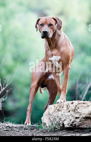 Kühn und mächtig Porträt des Erwachsenen Rhodesian Ridgeback Rüden gerichtete Kamera mit Vorderpfoten aufgerichtet auf einem Felsen in der Natur Stockfoto