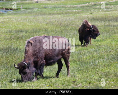 American Buffalo Bisons Mutter füttert junges Kalb Fluss Wiese, Yellowstone-Nationalpark Stockfoto