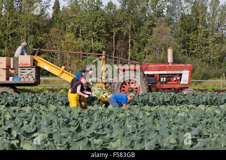 Landarbeiter Ernte White Kohl "Brassica Oleracea". Stockfoto