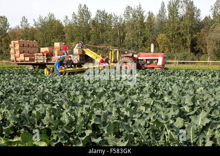 Landarbeiter Ernte Kohl "Brassica Oleracea". Stockfoto