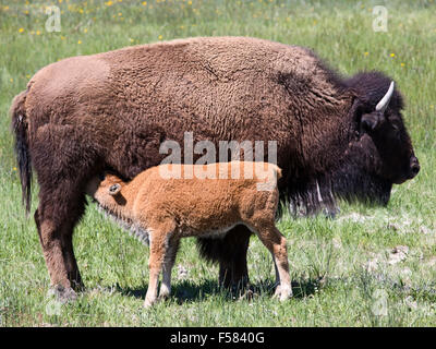 American Buffalo Bisons Mutter füttert junges Kalb Fluss Wiese, Yellowstone-Nationalpark Stockfoto