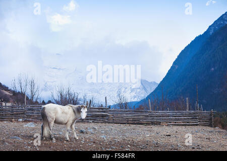 weißes Pferd im Himalaya-Gebirge Stockfoto