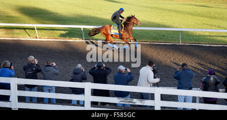 Lexington, Kentucky, USA. 29. Oktober 2015. Amerikanisches Pharoah, mit GEORGIE ALVAREZ, arbeitet auf der Trainingsstrecke bei Keeneland Race Course. Breeders' Cup läuft Freitag und Samstag. Amerikanische Pharao ist der Favorit in der klassischen. Bildnachweis: ZUMA Press Inc/Alamy Live-Nachrichten Stockfoto