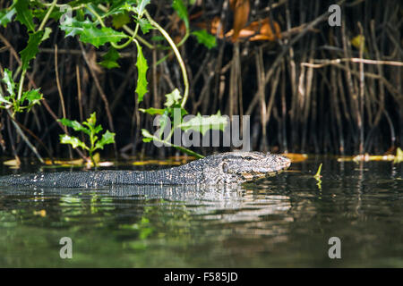 Asiatischer Wasser Monitor Specie Varanus salvator Stockfoto