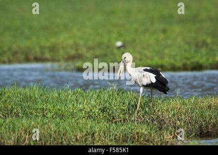 Specie asiatischer Openbill Anastomus oscitans Stockfoto