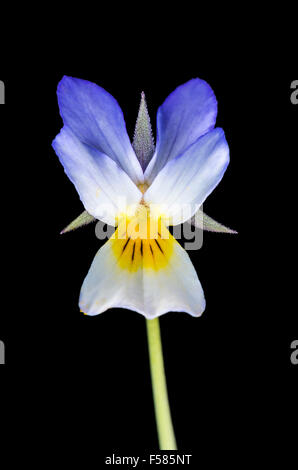 Viola Blume isoliert auf schwarz Stockfoto