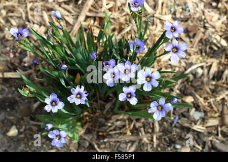 Sisyrinchium Bellum oder auch bekannt als Blue – Eyed Grass gepflanzt auf dem Boden Stockfoto