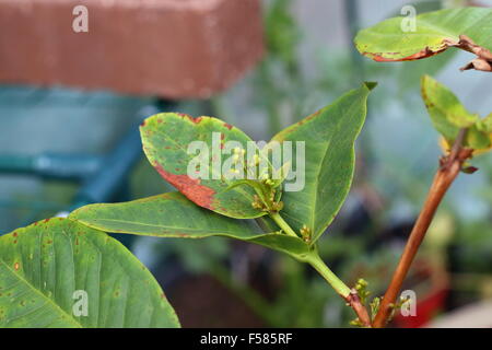 Obst-Knospen der Syzygium Samarangense oder Wachs Jambu genannt Stockfoto