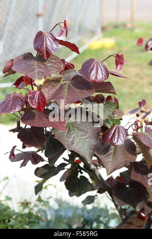 Cercis Canadensis oder auch bekannt als Forest Pansy verlässt Stockfoto