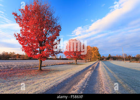 Rot-Ahornbäume in einem frostigen sonnigen Herbst Morgen im ländlichen Ottawa Stockfoto