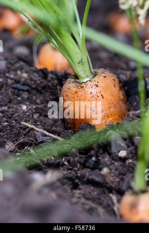 Nahaufnahme einer Karotte ragte aus dem Boden in einem kleinen Garten Stockfoto