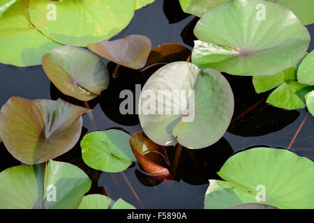 Nahaufnahme von Lotusblättern schwimmend auf einem Teich Stockfoto